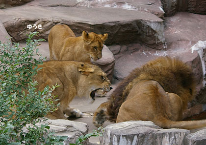 円山動物園 ライオン