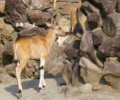 お母さん