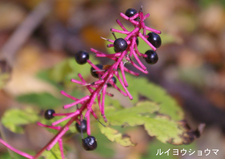 ルイヨウショウマ