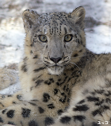 円山動物園 ユキヒョウ ユッコ ヤマト