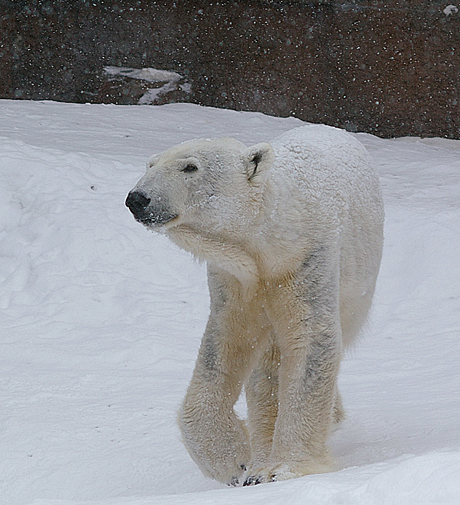 円山動物園 ホッキョクグマ さつき サツキ