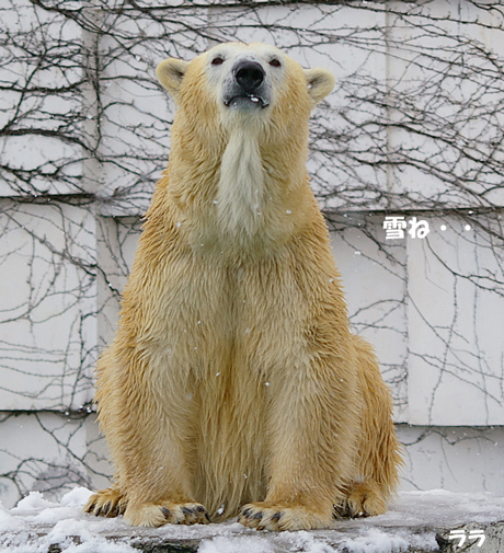 円山動物園 ホッキョクグマ ララ イコロ キロル