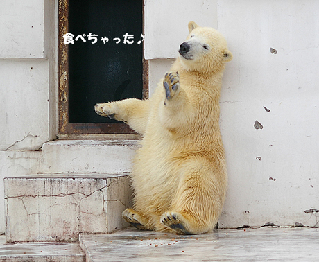 食べちゃった