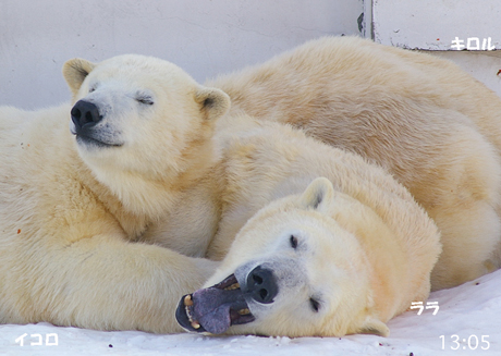 円山動物園-ララ-イコロ