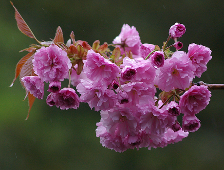 八重桜