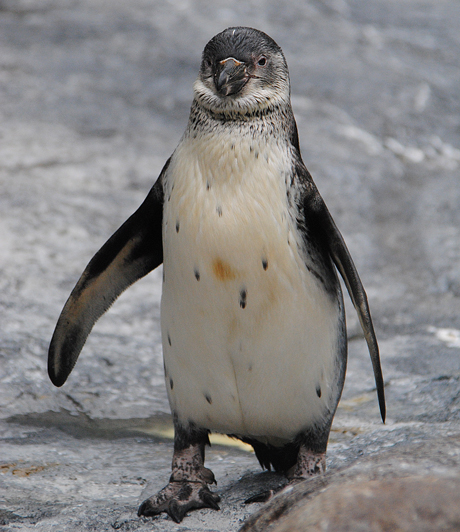 ペンギンの赤ちゃん