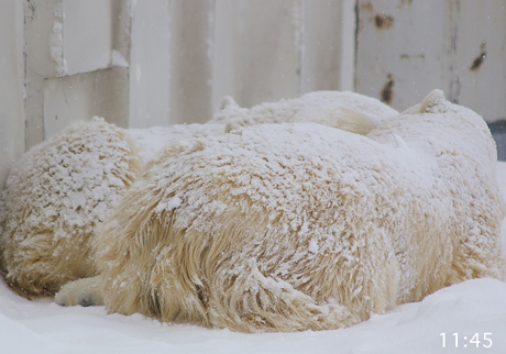 円山動物園 ホッキョクグマ ララ イコロ キロル