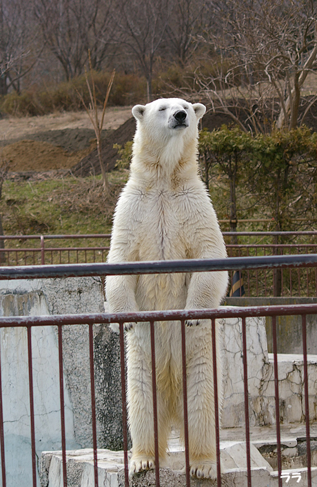 ララニオイ