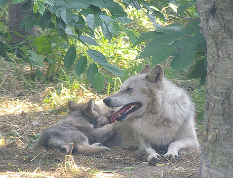 オオカミの赤ちゃん 授乳