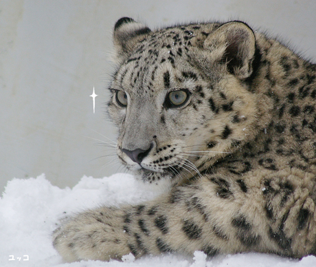 円山動物園 ユキヒョウ ユッコ ヤマト