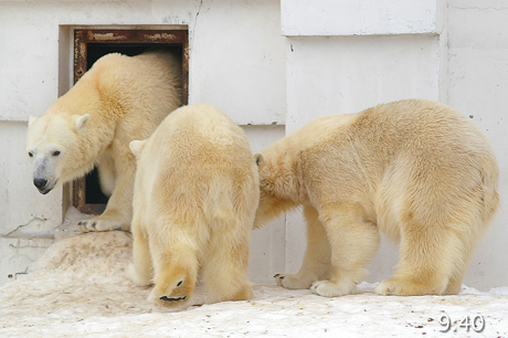 円山動物園 ホッキョクグマ イコロ キロル