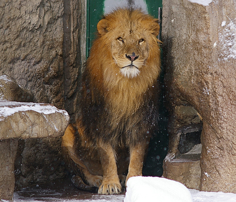 円山動物園 リッキー