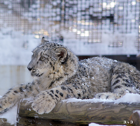 円山動物園 ユキヒョウ ユッコ ヤマト