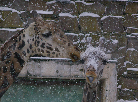 円山動物園 マサイキリン