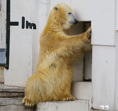 パンチ