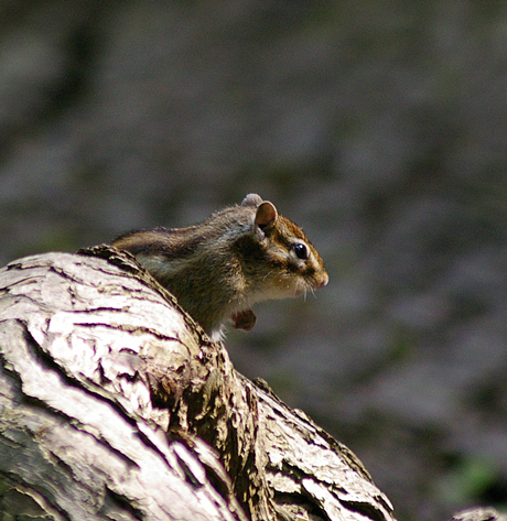 シマリス