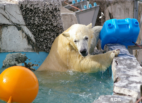 円山動物園 ホッキョクグマ キロル