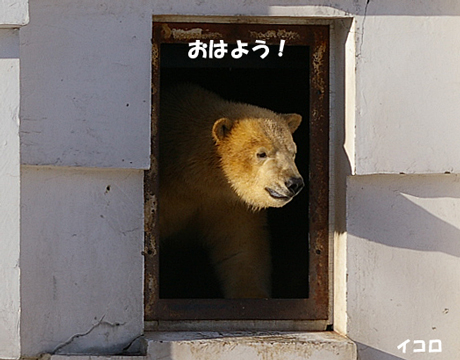 円山動物園 ホッキョクグマ イコロ キロル