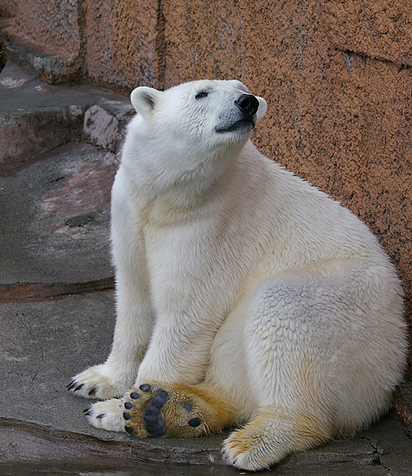 ピリカ