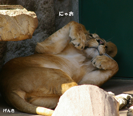 にゃお