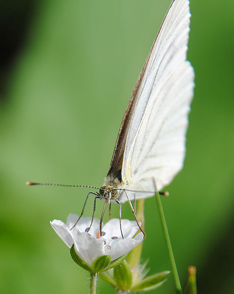 蜜を吸う