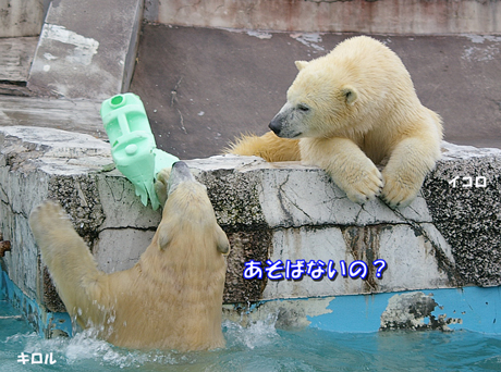 円山動物園 ホッキョクグマ イコロ キロル