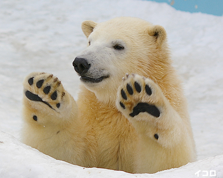 円山動物園 ホッキョクグマ イコロ キロル