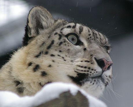 円山動物園 ユキヒョウ リーベ