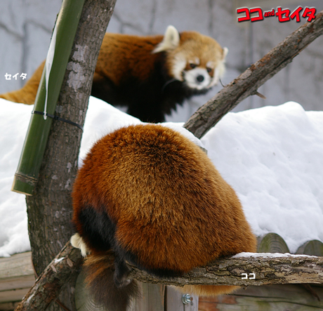 円山動物園 ココ セイタ