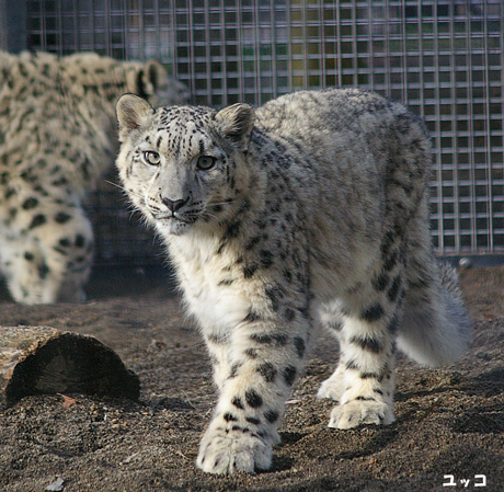 円山動物園 ユキヒョウ ヤマト ユッコ