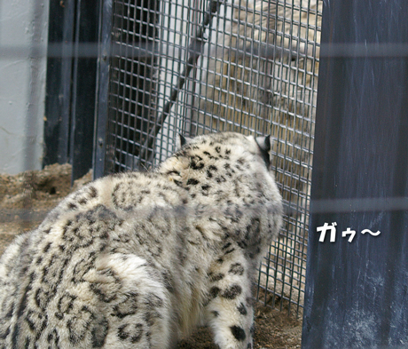 ガゥ