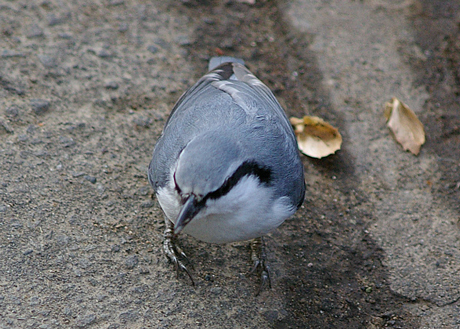 ゴジュウカラ