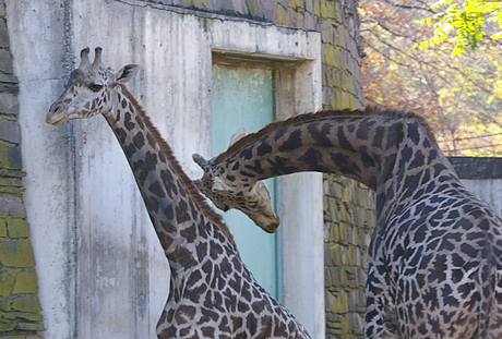 ユウマから