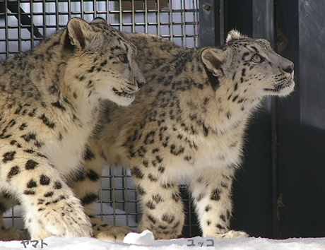 円山動物園 ユキヒョウ ヤマト ユッコ