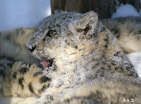 円山動物園 ユキヒョウ ユッコ