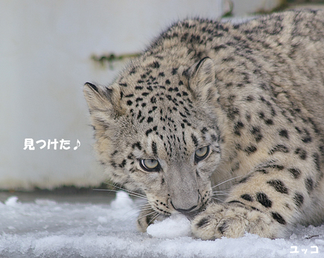 円山動物園 ユキヒョウ ユッコ