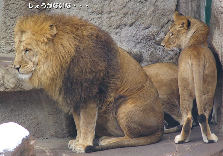 しょうがないな