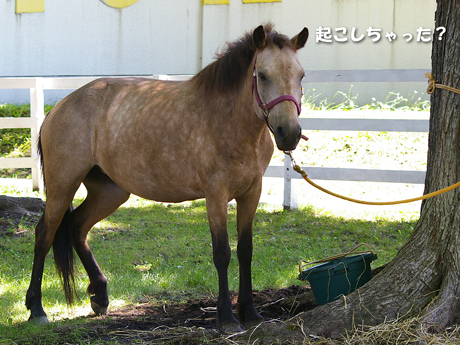 起こしちゃった