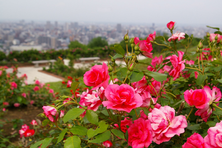 ちざきバラ園 北の暮らし 札幌 宮の森から