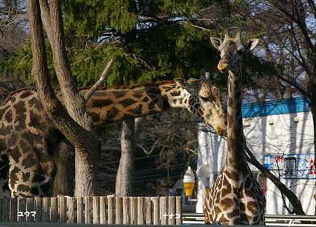 ユウマ　ナナコ