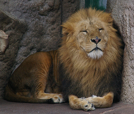 円山動物園　ライオン