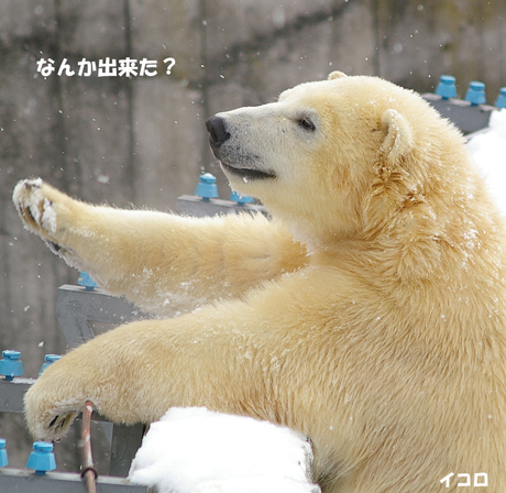 円山動物園 ホッキョクグマ イコロ