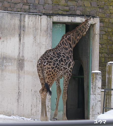 ユウマ