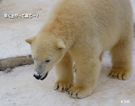 円山動物園 ホッキョクグマ イコロ