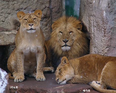 円山動物園-ライオン