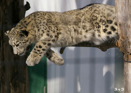 円山動物園 ユキヒョウ ユッコ ヤマト