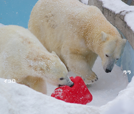 円山動物園 ホッキョクグマ イコロ キロル ララ