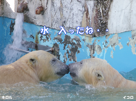 円山動物園 ホッキョクグマ イコロ　キロル ララ