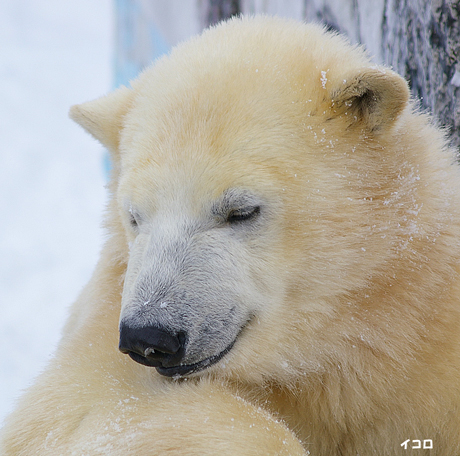 円山動物園 ホッキョクグマ イコロ