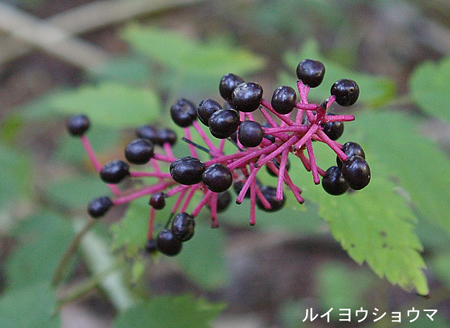 ルイヨウショウマ